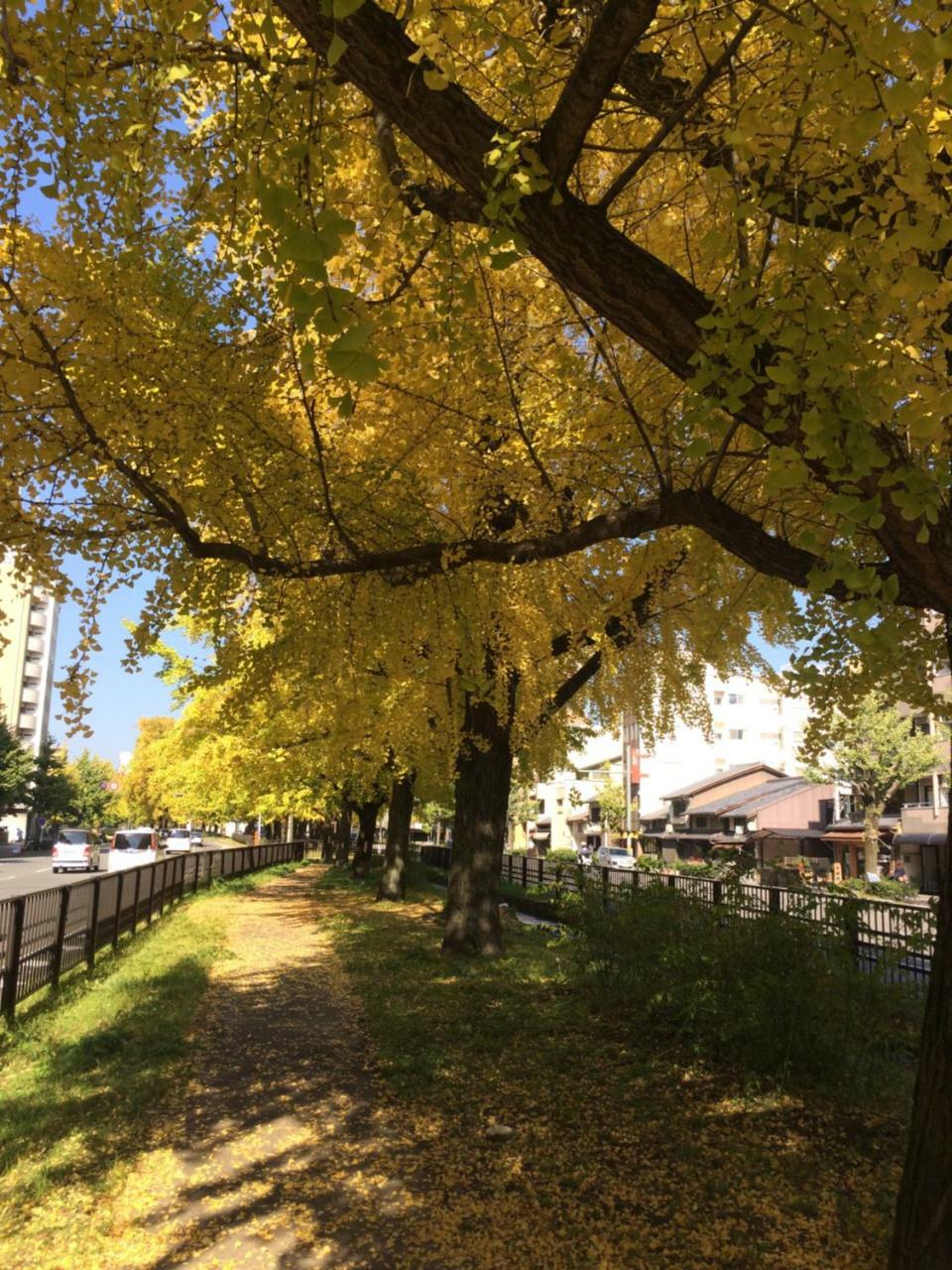 Ichijyo Ivy Lejlighed Kyoto Eksteriør billede